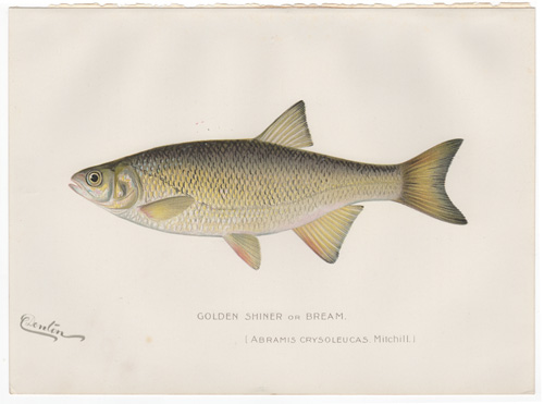 Denton fish lithograph from 1898